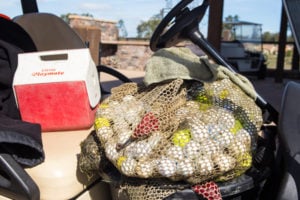 Lost Golf Balls