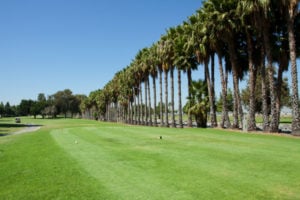 Navy GC Palm Trees